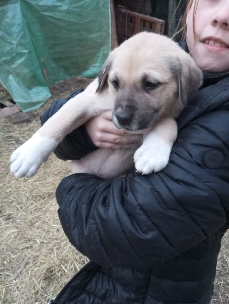 Des Tales Von Farah - Chiots disponibles - Berger d'Asie Centrale