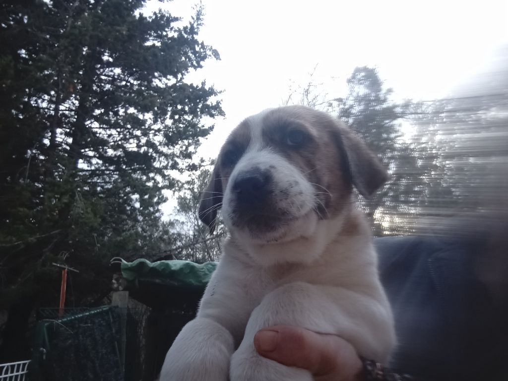 Des Tales Von Farah - Chiots disponibles - Berger d'Asie Centrale